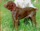 Dupuy Pointer