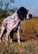 Dupuy Pointer