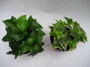 Hedera helix