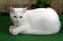 British shorthairs cat