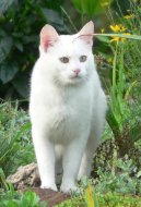 British shorthairs cat