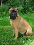 Bullmastiff