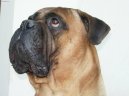 Bullmastiff