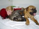 Bullmastiff