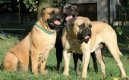 Bullmastiff