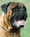 Bullmastiff