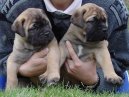 Bullmastiff