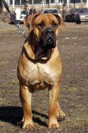 Boerboel