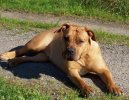 Boerboel