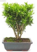 Buxus harlandii, buxus microphylla sinica, Zimostrz