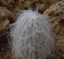 Cephalocereus