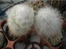 Cephalocereus