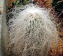 Cephalocereus