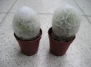 Cephalocereus
