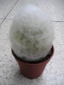 Cephalocereus