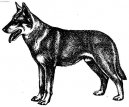 Chechoslovakian wolfdog \\\\\(Dog standard\\\\\)