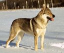 Chechoslovakian wolfdog \\\\\(Dog standard\\\\\)