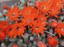 Chamaecereus