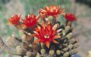 Chamaecereus