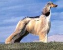 Afghan Original Hound