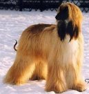 Afghan Original Hound