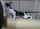 Korni Rex
