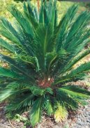 Cycas revoluta