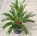 Cycas revoluta