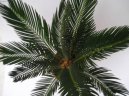 Cycas revoluta