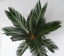 Cycas revoluta