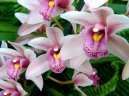 Cymbidium orchid