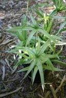 Cyperus