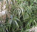 Cyperus