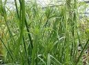 Cyperus