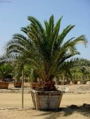 Phoenix canariensis