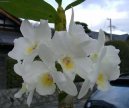 Dendrobium aphrodite