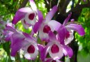 Dendrobium aphrodite