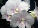 Dendrobium aphrodite