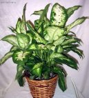 Dieffenbachia amoena