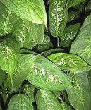 Dieffenbachia amoena