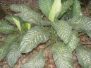 Dieffenbachia amoena