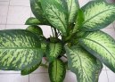 Dieffenbachia amoena