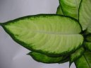 Dieffenbachia amoena