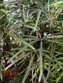 Dizygotheca