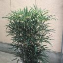 Dizygotheca
