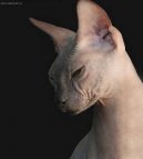 Donskoy sphynx \(Cat\)