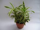 Dracaena