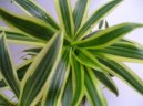 Dracaena