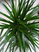 Dracaena