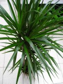 Dracaena